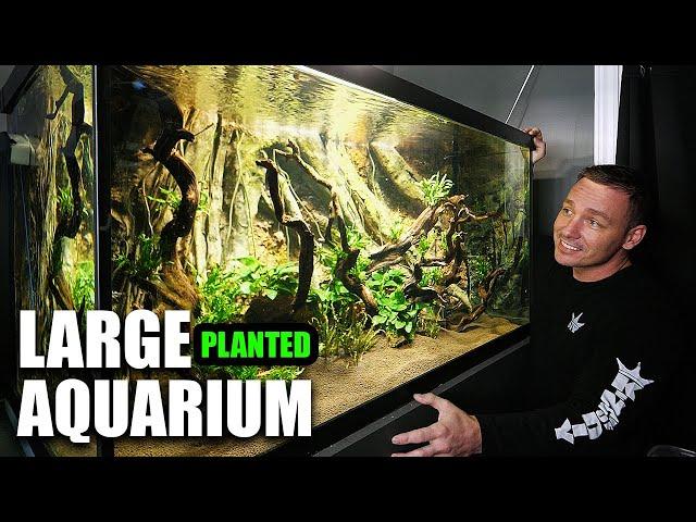 THIS AQUARIUM IS ABSOLUTELY PHENOMENAL!!