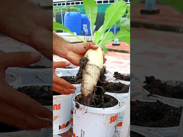 Radish harvesting #shorts #gardening #v87garden #radish