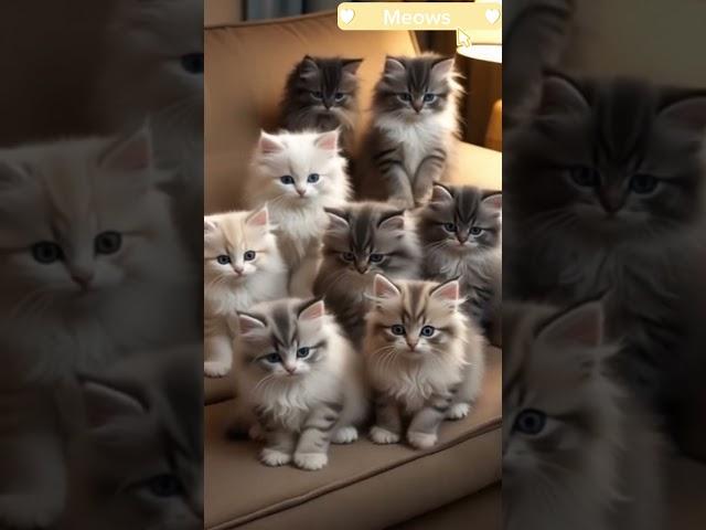 The Most Adorable Cats Who Stole Our Hearts
