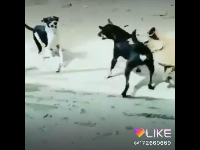 Sunny deol funny #dinesh videos