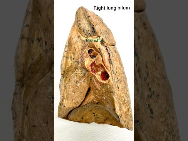 Right lung  #anatomy #medical #humanbodysystem #nursing #youtubeshorts #doctor