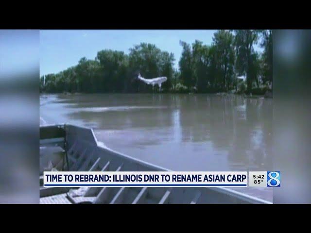 Time to rebrand: Illinois DNR to rename Asian carp