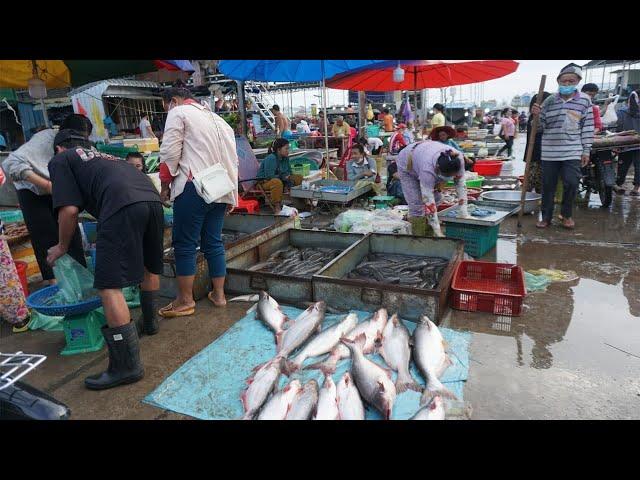 Morning Fish Market @Prek Phnov Bridge - Walk Around Phsa Trey Prek Phnov Bridge on Wednesday