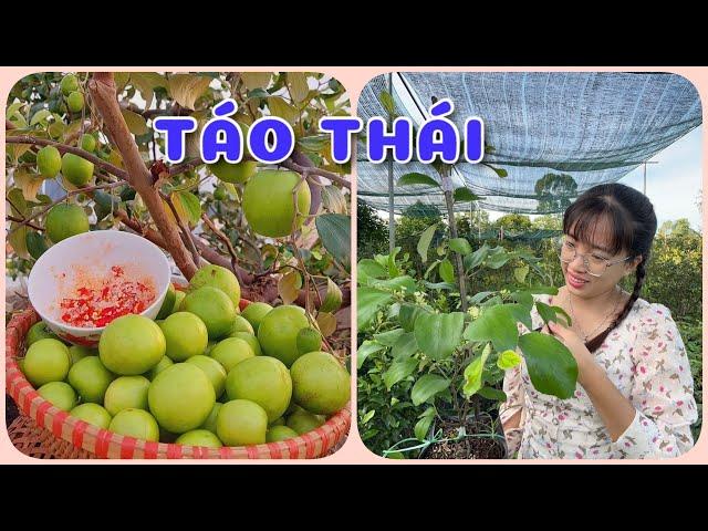 Cây Táo Thái tứ quý | 0386569374 - Ngọc Ngân Bến Tre | Chuyên cây độc lạ