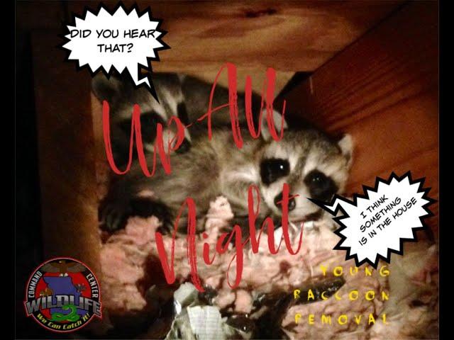 1.6 Raccoon Kit Removal - Wildlife Command Center (We Can Catch It)