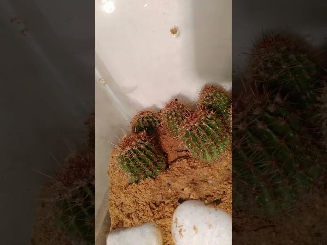 so many cactus   at tortoise enclosure #ytshorts #tortoise #reel #cute