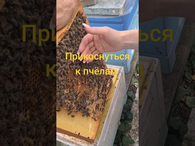 ЭКСКУРСИЯ на ПАСЕКУ #выходные #экотуризм #агротуризм #загородом #отдых #пчёлы #сдетьми  #карника