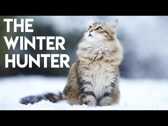 Siberian Cat 101 - Learn ALL About Them!