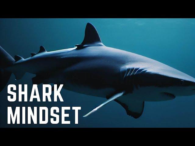 Shark mindset, motivation video | facts| psychology