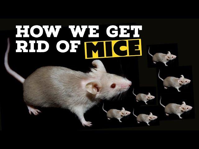 How To Get Rid Of Mice - Major Pest Control Company