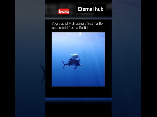 A group of fish using turtle as a shield | ETERNAL HUB | #shorts #eternalhub #science