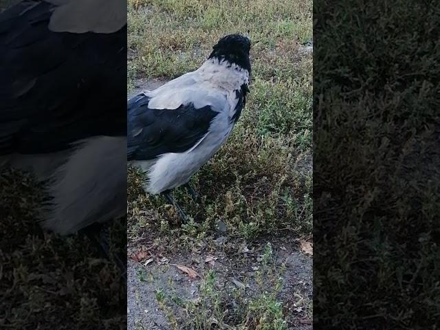 Ворона Пытливый Глаз встречает утром / Hooded crow Prying Eye meets me in. the morning