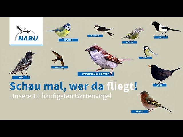 Top 10 Garten-Vögel: So könnt Ihr sie erkennen