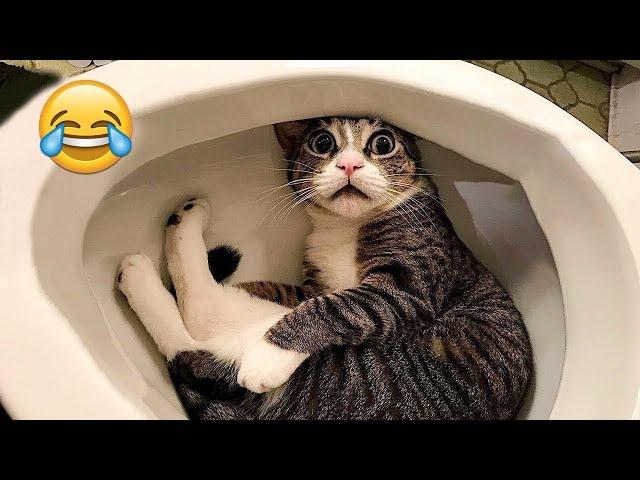 Try Not To Laugh  New Funny Cats And Dog Video 