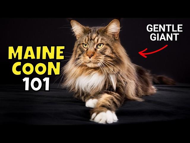 Maine Coon Cat 101: What to Know Before Adopting One