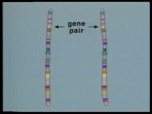 Plant Breeding