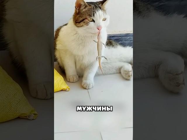 Весь дом сошел с ума из-за этой ящерицы  #животные #милыеживотные