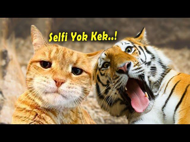 NGAKAK  10 Menit video kucing lucu banget bikin ngakak ~ Kucing Lucu Tiktok Terbaru 2024