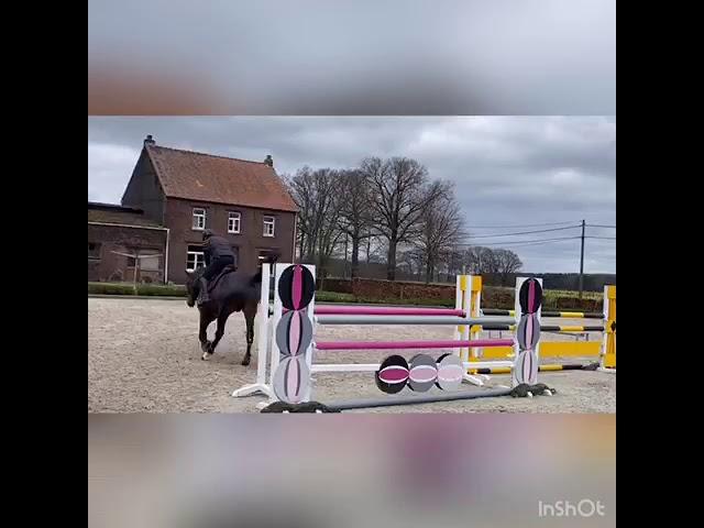 Pepitto vh bokt training