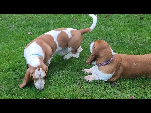 Basset hounds love to make friends