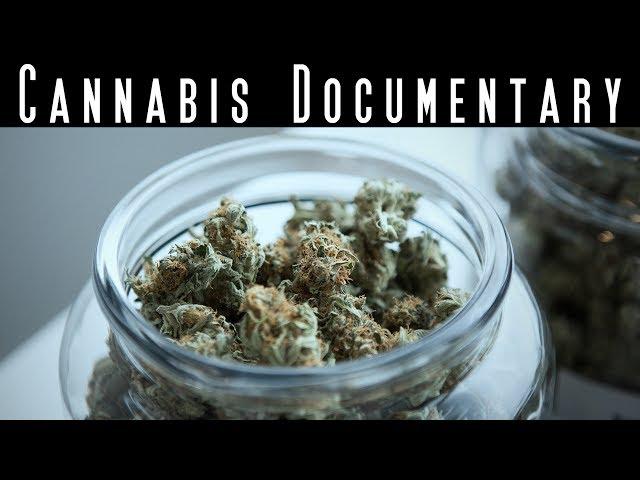 The King of Cannabis - Best Marijuana Documentary - Cannabis Evolution Documentary