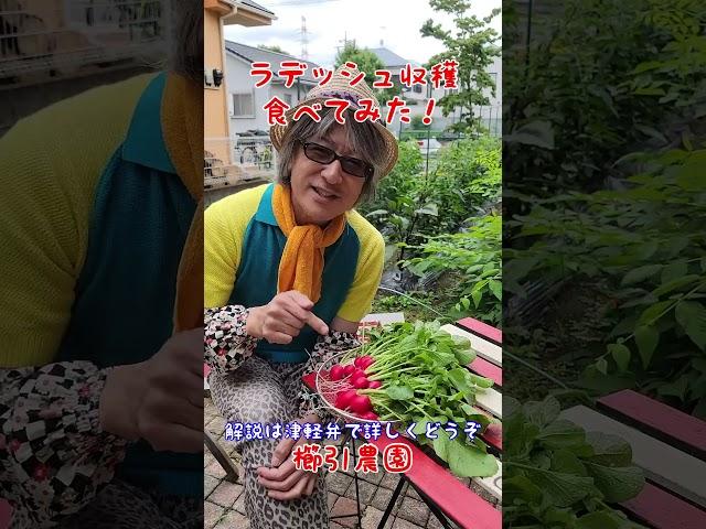 ラディッシュ収穫食べました#ラディッシュ#はつかだいこん#津軽弁#無農薬野菜 #有機野菜 #家庭菜園 #櫛引農園 #自給率アップ