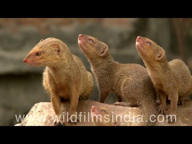 Cute animals from wildfilmsindia's archive: See this Cute compilation!