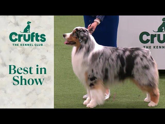 Best in Show | Crufts 2024