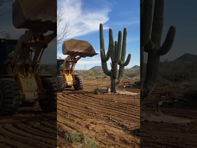 KILLING A SAGUARO: HEART BREAKING