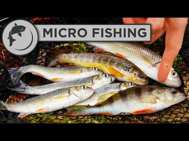 An Introduction To Micro Fishing - Multi Species Stream Adventure