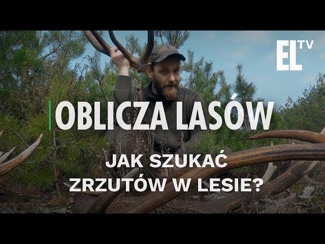 Jak szukać zrzutów w lesie? | Oblicza Lasów #49