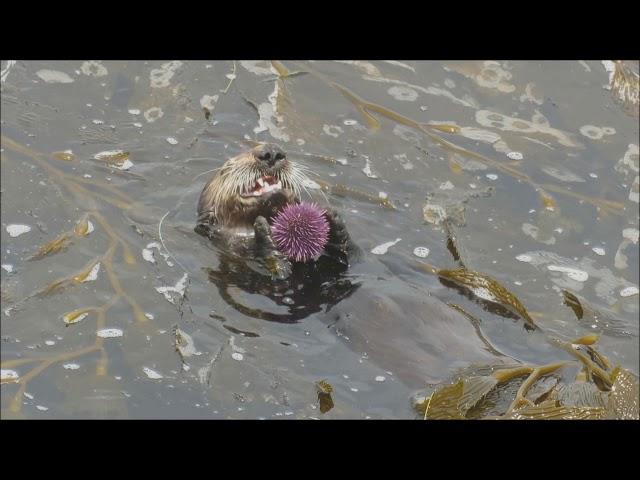 Sea Otter Eats a Sea Urchin