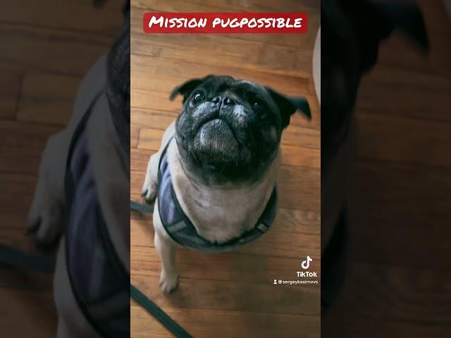 Mission Pugpossible Level 2 Completed 