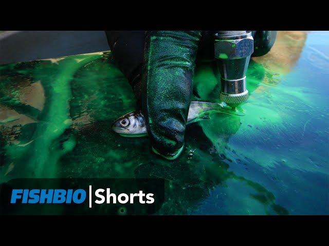 FISHBIO Shorts | The Purpose of Marking Fish