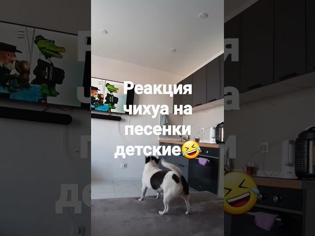 Реакция на песенки детские собаки чихуа!