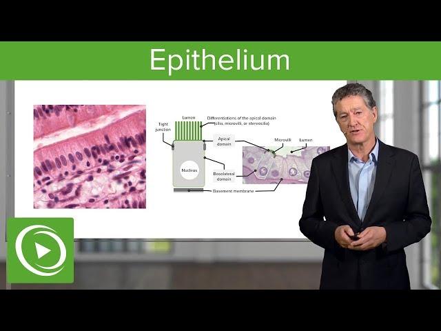 Epithelium – Histology | Lecturio