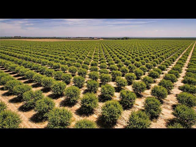 Almond Orchard Investment in Turkey with Agrolidya!