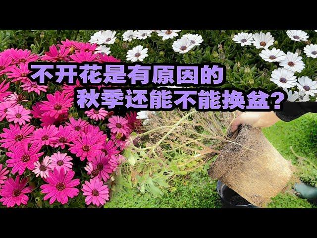 为什么盆栽花卉种久了不开花/爆根时需要注意些什么和做什么/秋季还能换盆吗/以蓝目菊为例/06.10.2024