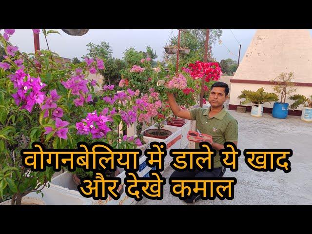 How to get more flowers in Bougainvillea /  Fertilizer for Bougainvillea