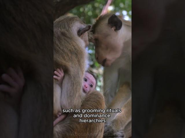The Intricate Lives of Monkeys: Exploring their Fascinating World