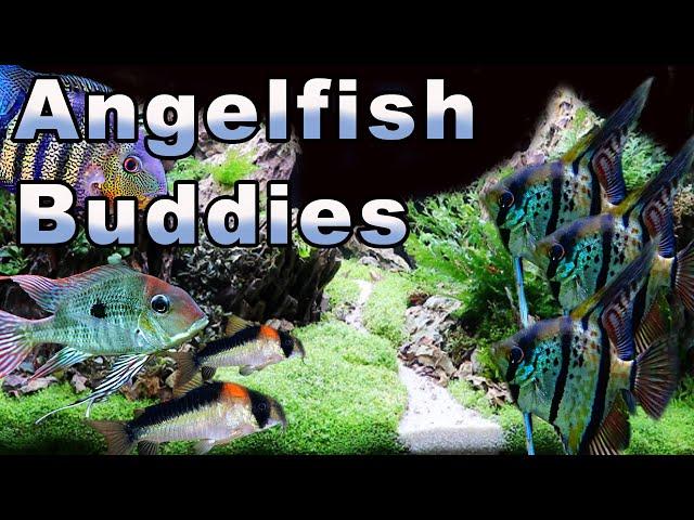 Angelfish Buddies: Some GREAT Tank Mates for Your Angelfish!