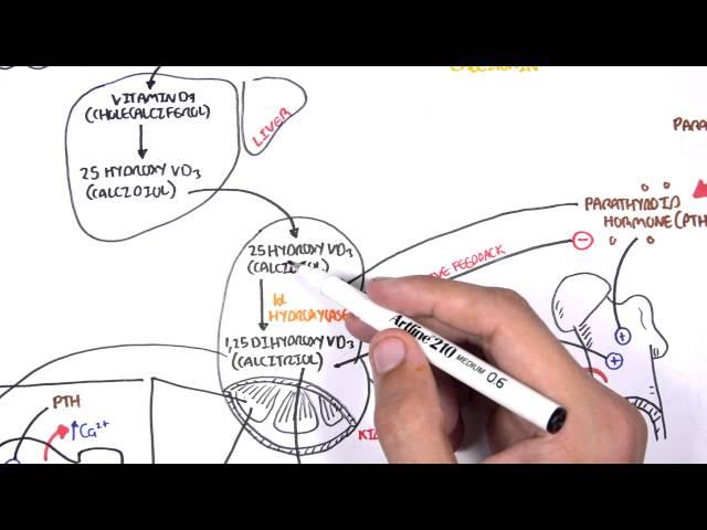 Endocrinology - Calcium and Phosphate Regulation