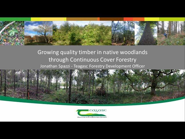 Growing quality timber in native woodlands