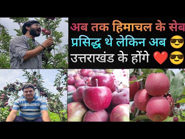 Apple Farming Kitni Success? || सेब की खेती कितनी सफल हैं उत्तराखंड में देखिए || Village Lifestyle