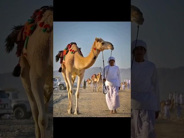History of hazrat umar farooq R.A and Camel  #allahﷻ #muhammadﷺ #hazratumarfarooq