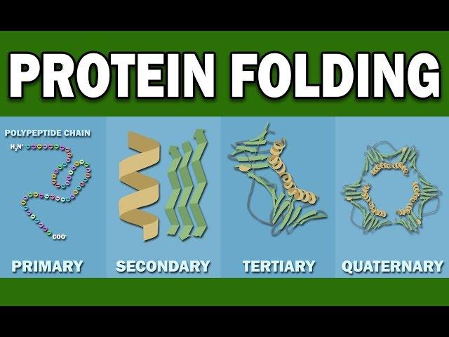 PROTEIN FOLDING
