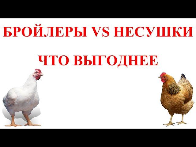 Бройлеры и несушки: что выгоднее и лучше | Бизнес идеи