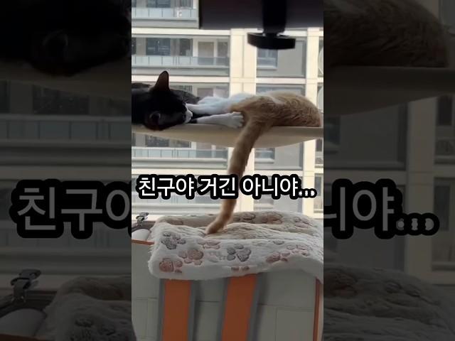 야르 내 땅콩 책임져 냥이 #고양이 #cat #cute