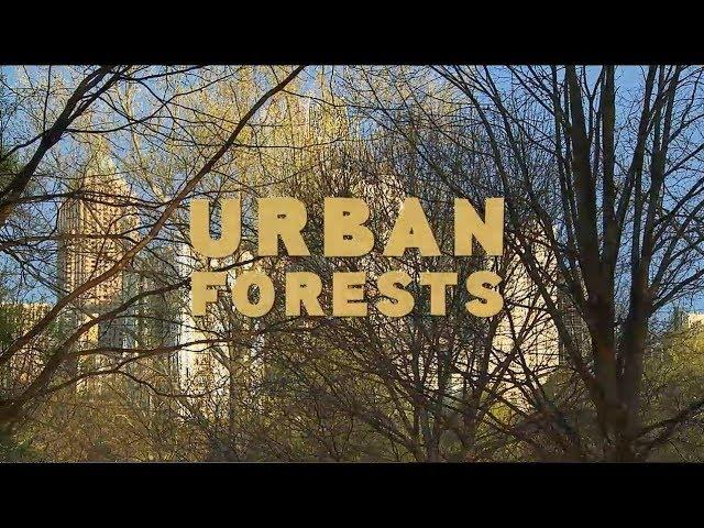 Atlanta's Urban Forests | Georgia Outdoors