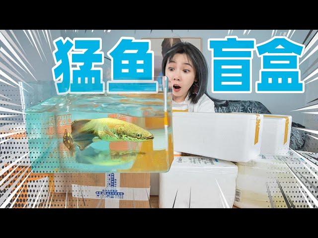 Spend 300 yuan  to purchase 10 blind boxes for fierce fish! Open the dangerous piranha！